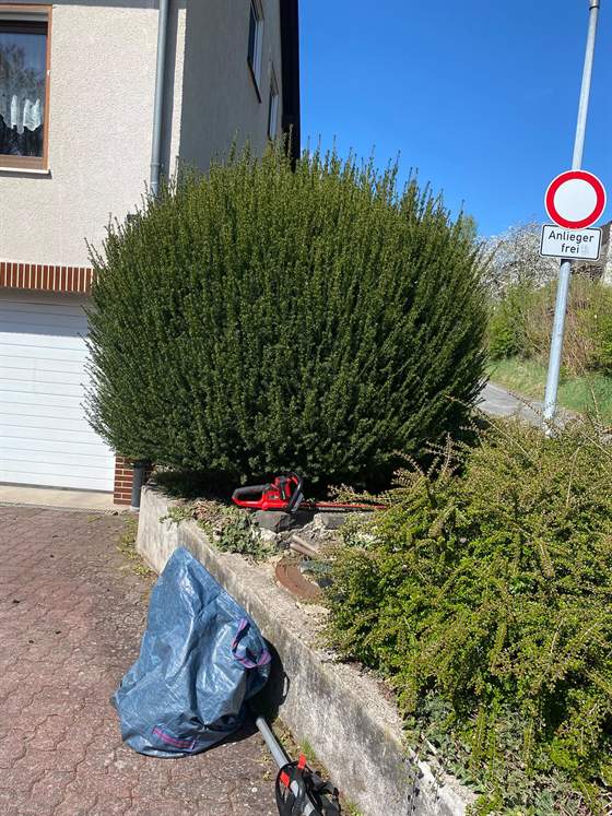 Ausgewachsener Strauch im Vorgarten mit unregelmäßig abstehenden Trieben, Heckenschere und Sammelsack liegen bereit