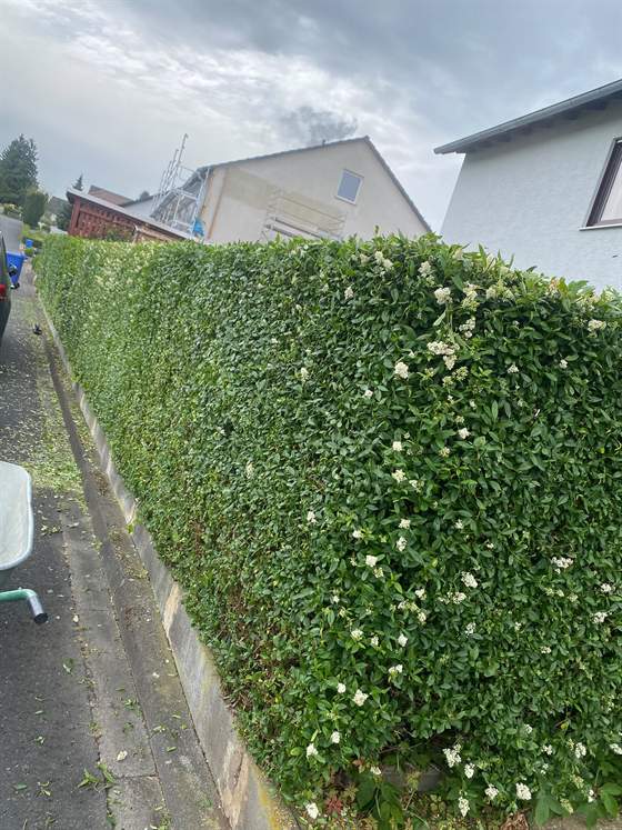 Dieselbe Hecke nach dem Schnitt: gerade Kante, gleichmäßige Höhe, Gehweg abgeräumt