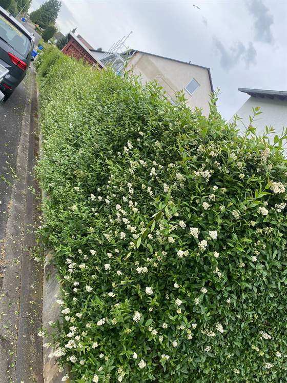 Ausgewachsene Ligusterhecke mit langen, unregelmäßigen Trieben, die über den Gehweg ragen