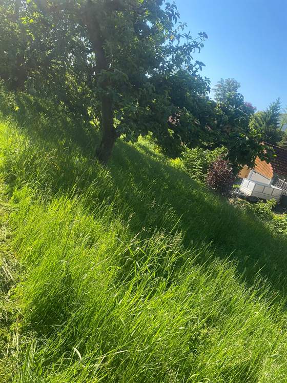 Ungepflegte Wiese mit kniehohem Gras unter einem Obstbaum vor dem Mähen
